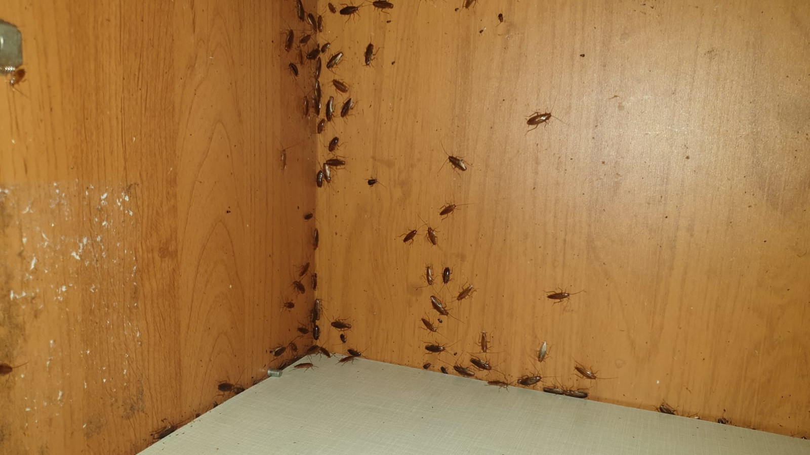 Тараканы в Москве в квартире перед дезинфекцией