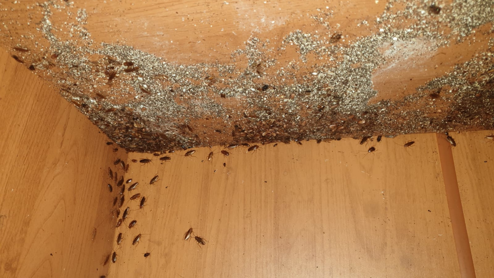 Тараканы в московской квартире перед травлей и дезинсекцией