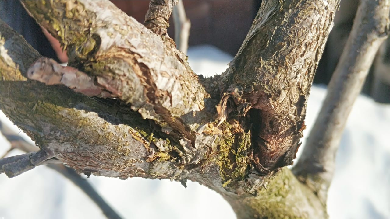 Ранняя весенняя обработка деревьев от болезней и насекомых в районах Московской области