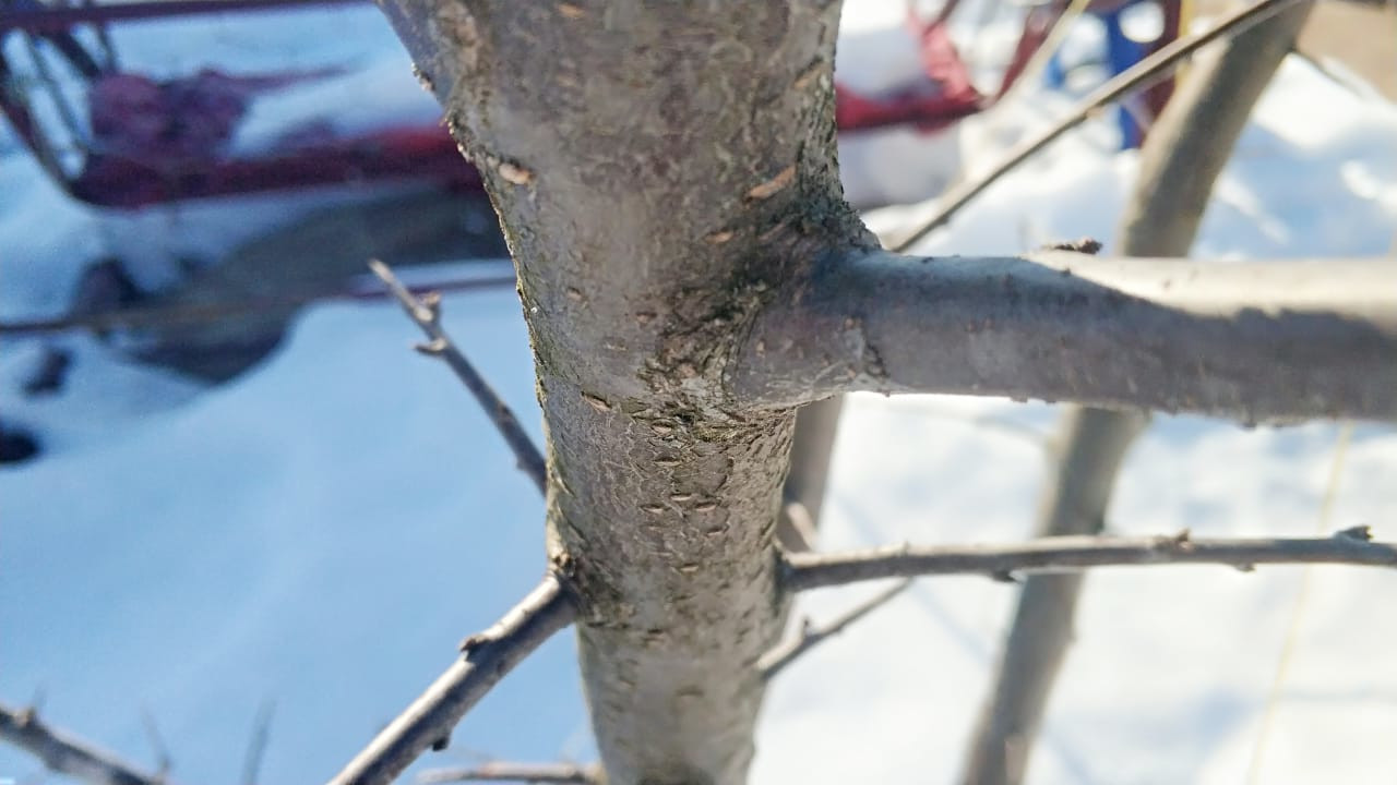 Обработка деревьев ранней весной от насекомых и болезней в Боровске