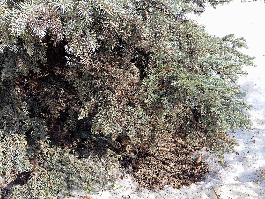 Обработка хвойных деревьев в г. Щёлково и Щёлковском районе от болезней и насекомых