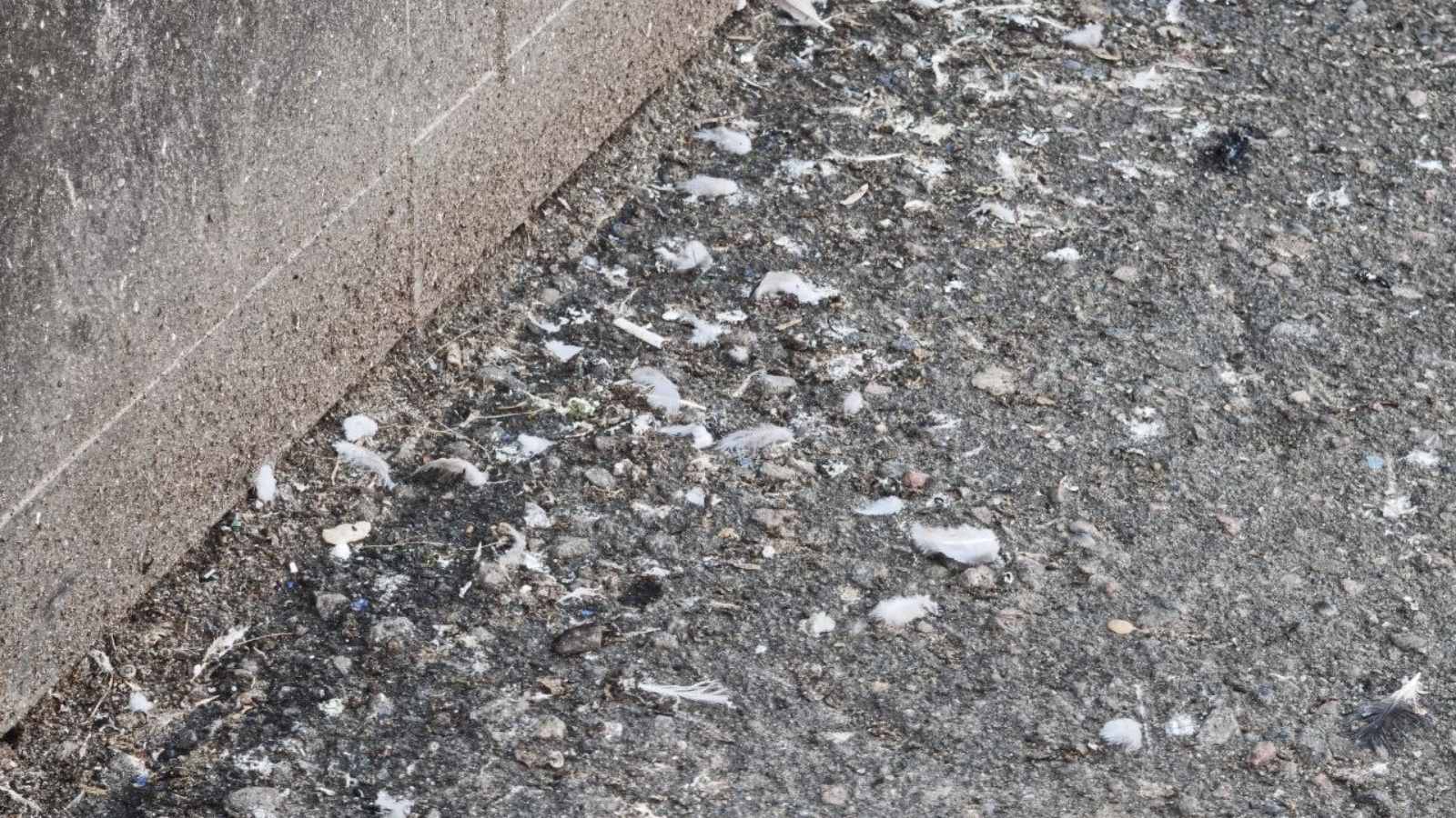 Удаление птичьего помета, гнезд и опасных загрязнений с последующей дезинфекцией