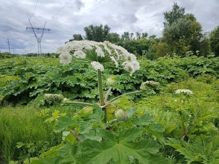 Уничтожение борщевика в Сергиевом Посаде и Сергиево-Посадском районе &mdash; профессиональная СЭС служба