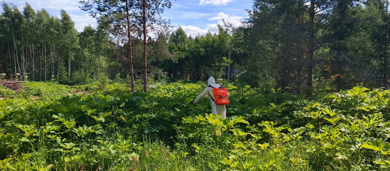 Услуги по уничтожению борщевика Сосновского в Истре — профессиональная ликвидация опасного сорняка на любых территориях с гарантией
