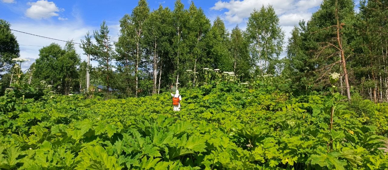 Полное уничтожение борщевика в Сергиевом Посаде на вашей территории &mdash; профессиональная обработка с гарантией результата и защитой от повторного зарастания
