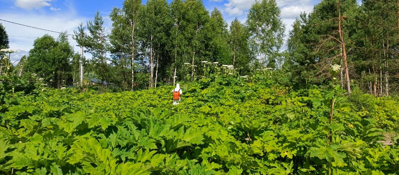 Уничтожение борщевика Сосновского в Люберцах любой сложности &mdash; профессиональная обработка участков, полей и территорий с гарантированным результатом