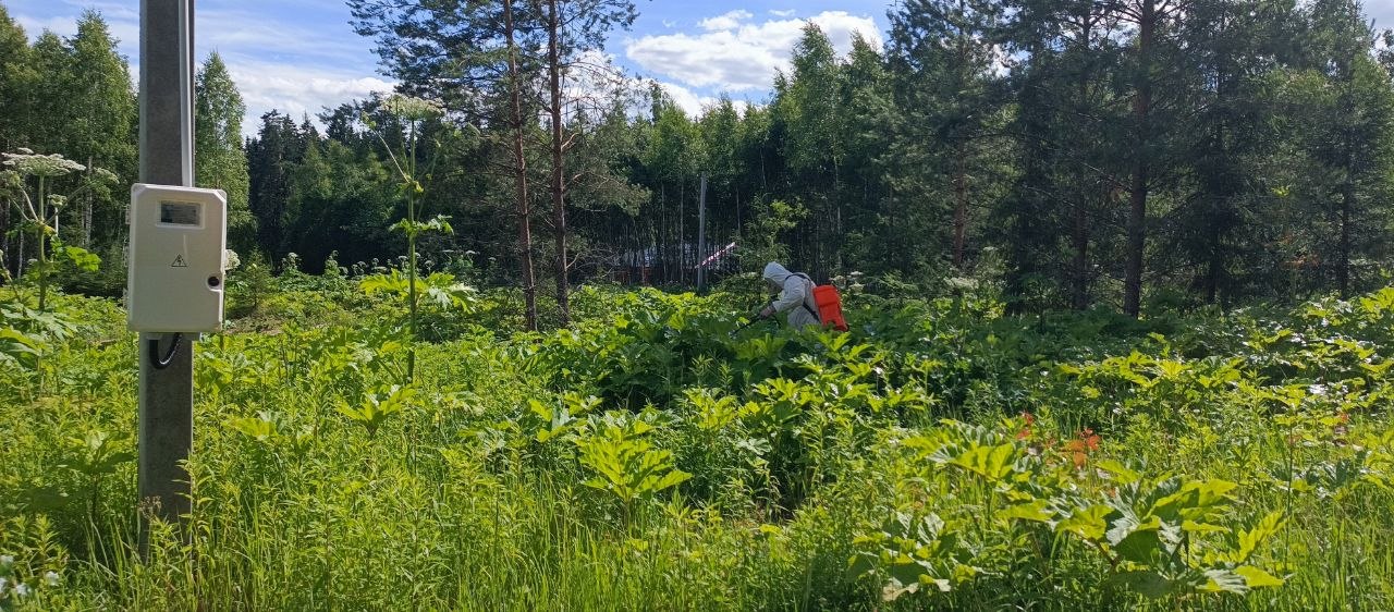 Уничтожение борщевика Сосновского в Орехово-Зуево на любых территориях — профессиональная обработка, современные технологии и гарантированный результат