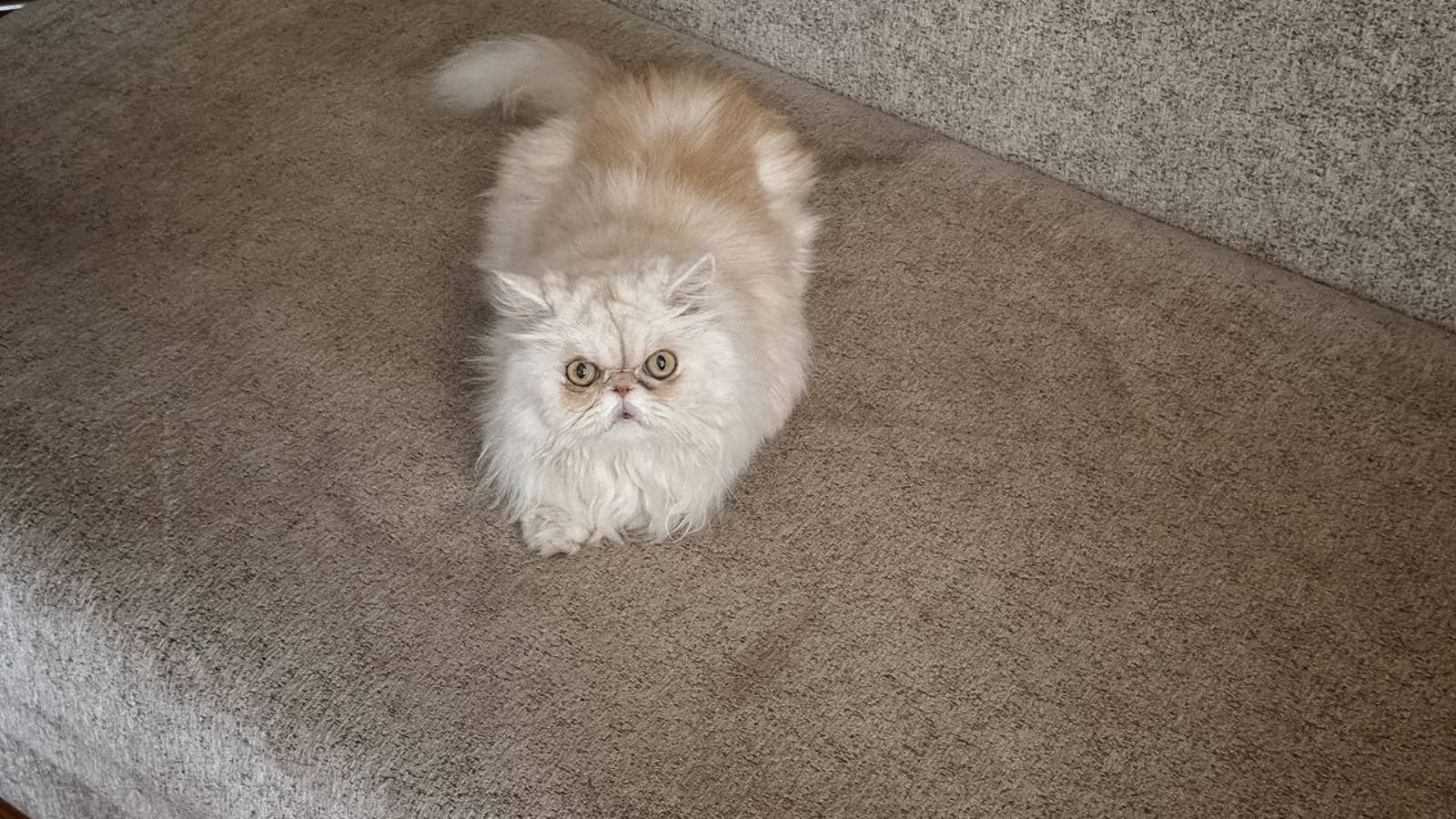 Запах кошачьей мочи
