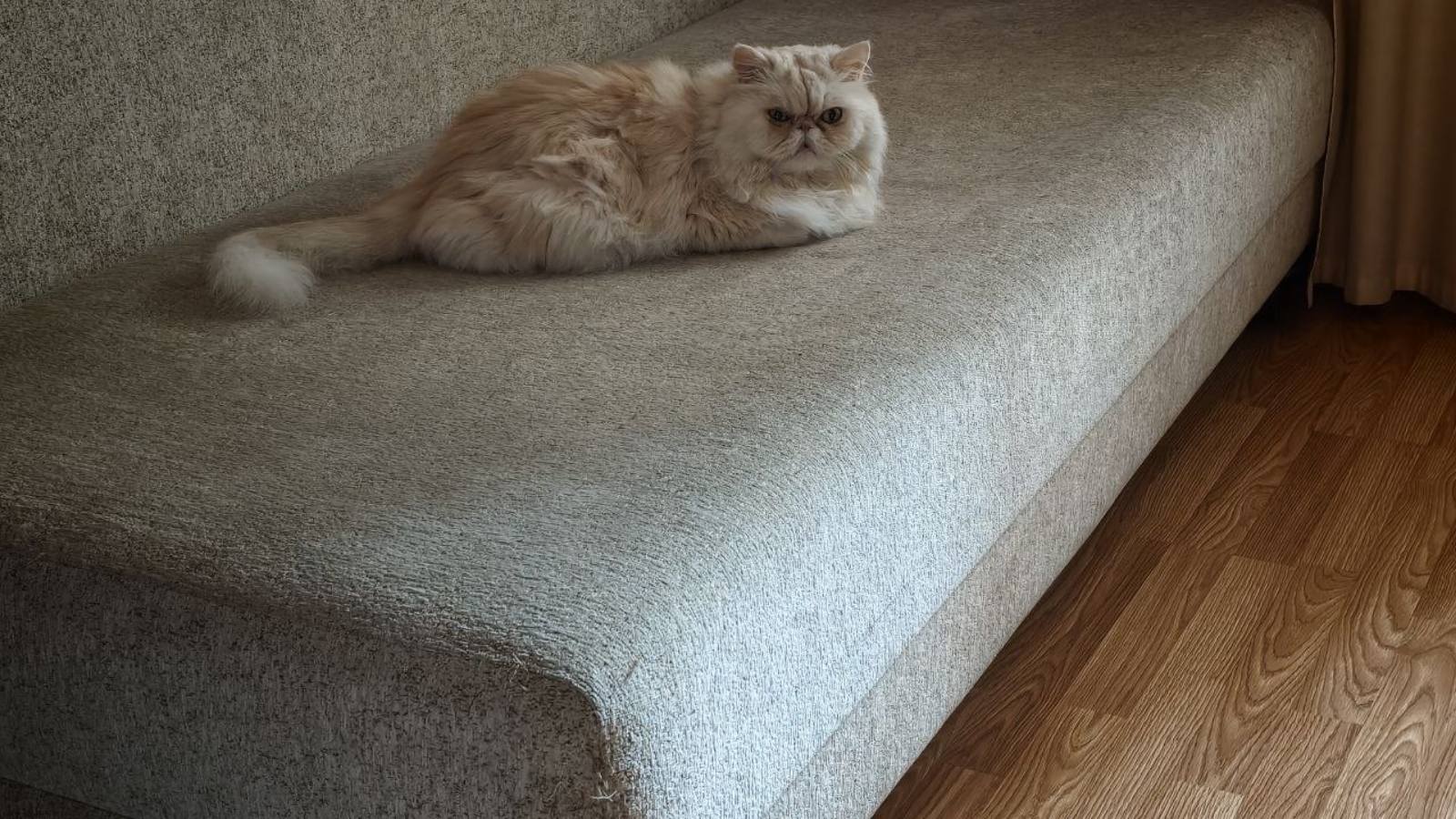 Запах кошачьих фекалий