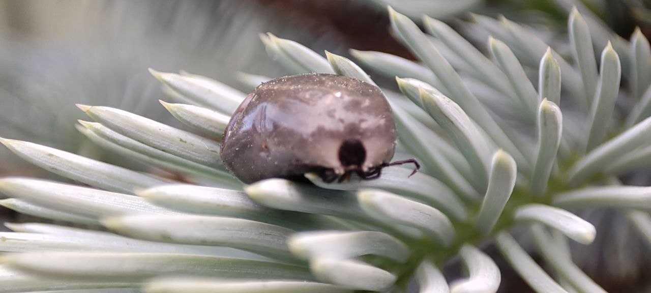 Насколько серьезна проблема клещей в Лобне?