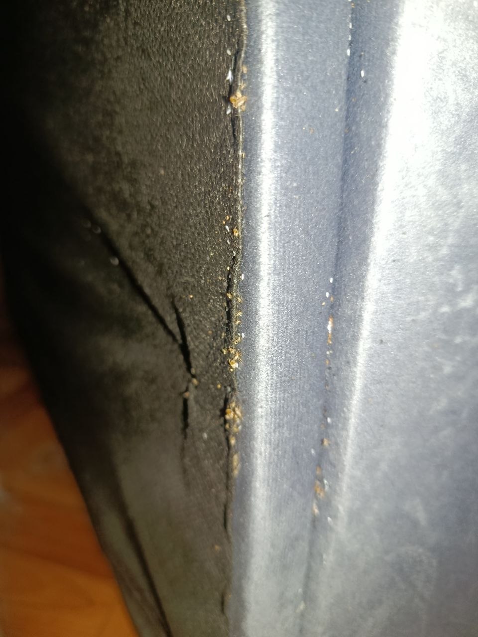 Признаки заражения квартиры