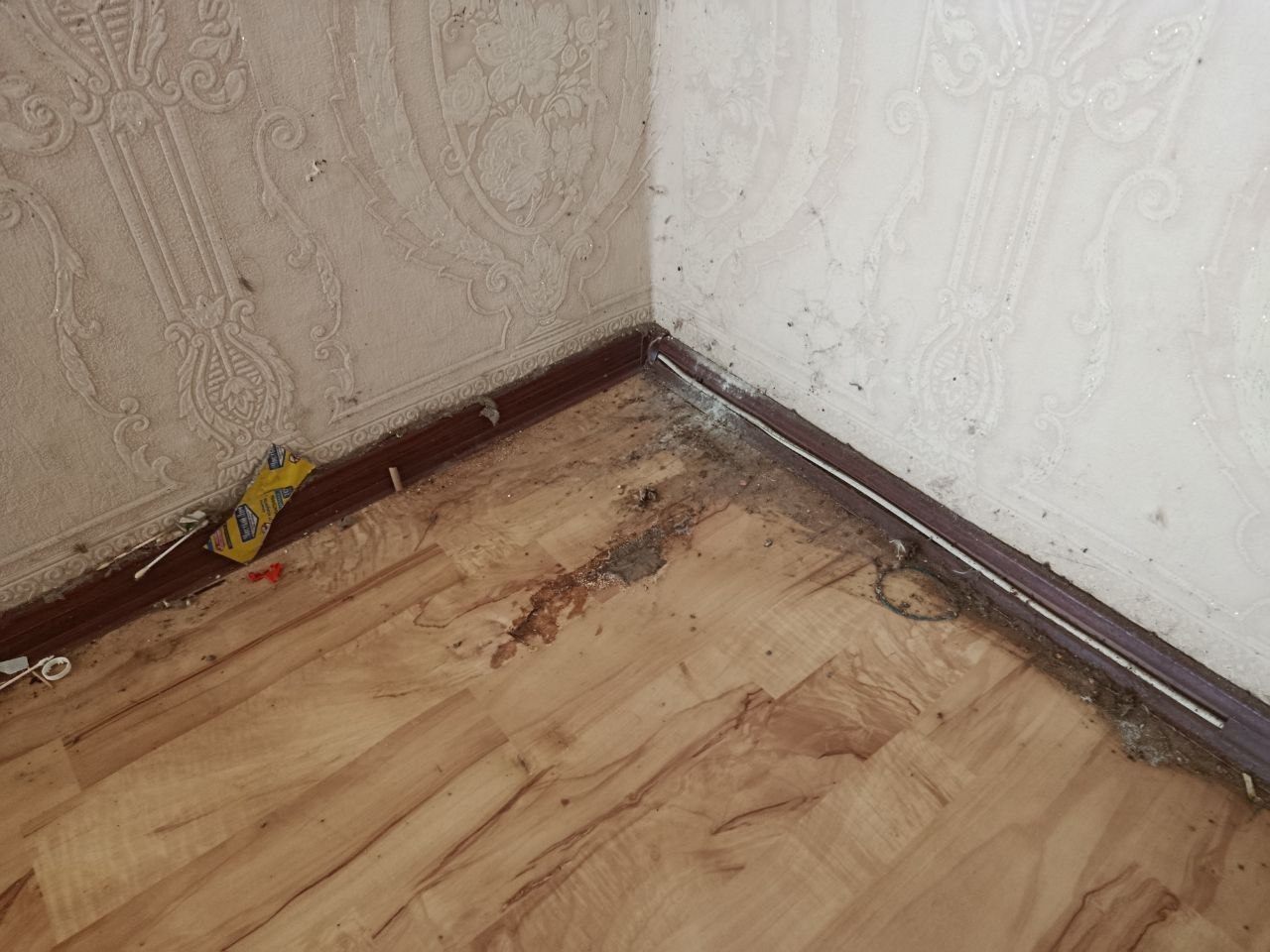 Прайс-лист на уничтожение клопов без запаха в Москве и Московской области