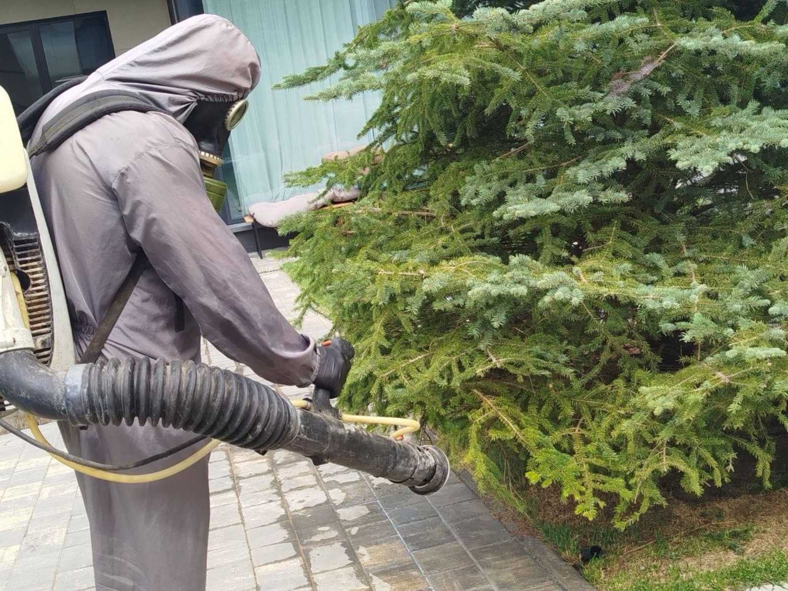 Где чаще всего находят гнезда ос и шершней