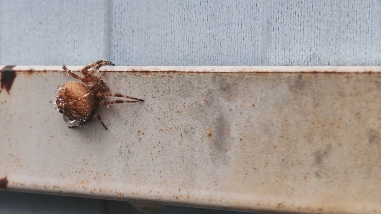 Пауки, летучие мыши, крысы и насекомые — профессиональная обработка объекта с гарантией результата СЭС в районе станции метро Лубянка ЦАО Москва