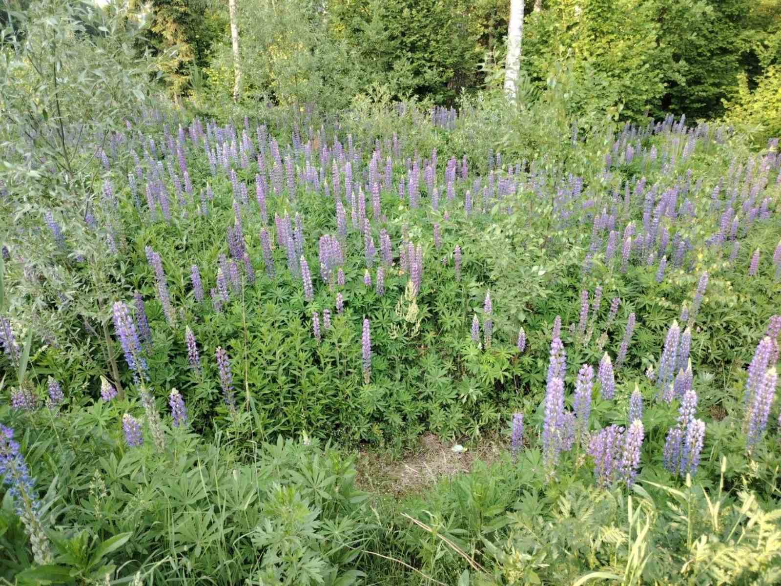 Многолетние корневищные сорняки