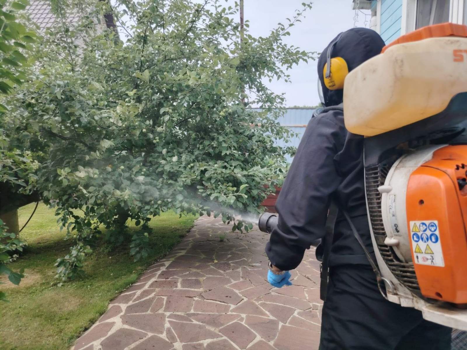 Летнее уничтожение тли на дачном участке в Московской области &mdash; профессиональная обработка деревьев, кустарников и растений