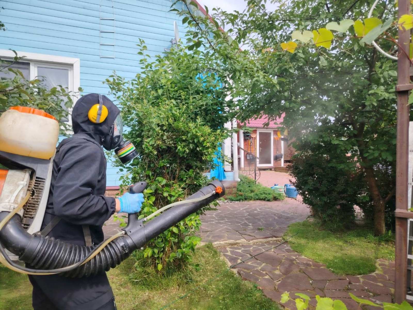 Уничтожение тли на комнатных и домашних растениях от профессиональной СЭС-службы