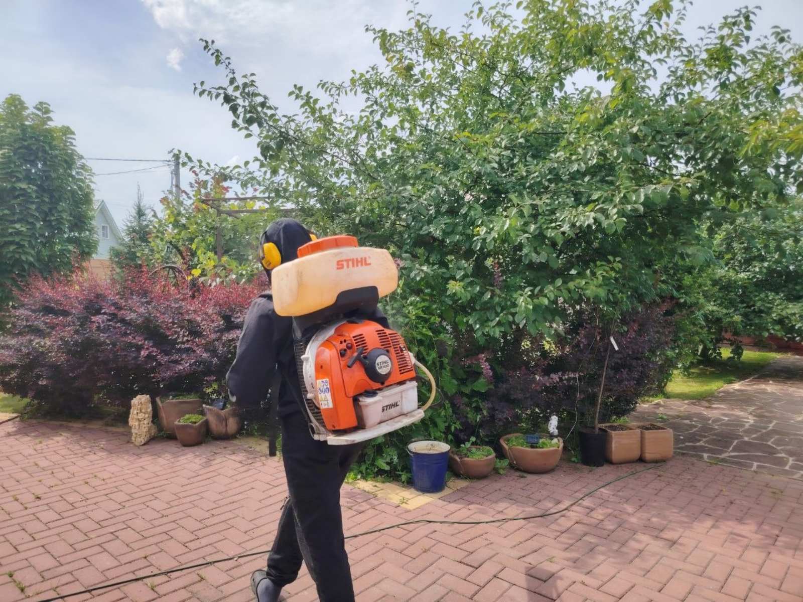 Уничтожение тли на комнатных растениях и зимних садах