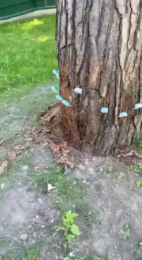 Стоимость шприцевания деревьев