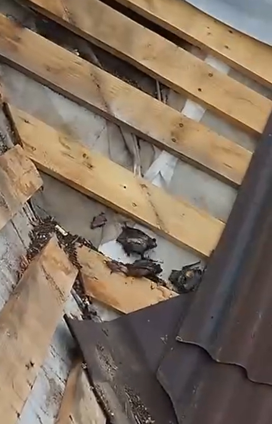 Сезонное нашествие летучих мышей на дачных участках и постройках в Московской области: отпугивание, выселение и дезинфекция объектов эффективными методами в Подмосковье, Калужской, Владимирской, Тверской, Ярославской и Тульской областях недорого с гарантией