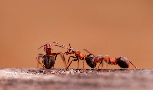 Уничтожение муравьев в Балаково