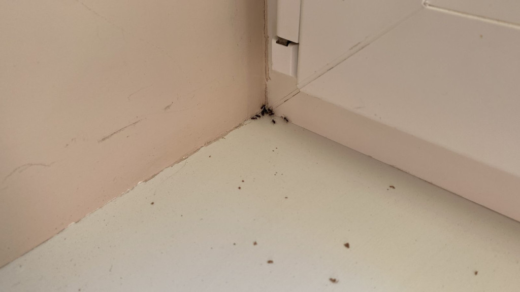 Уничтожение муравьев в доме и квартире в Москве и Московской области