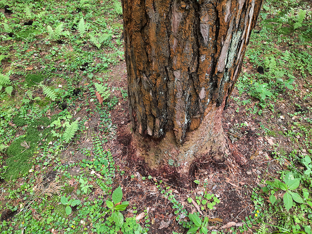 жук короед уничтожил кору дерева на садовом участке в Балаково