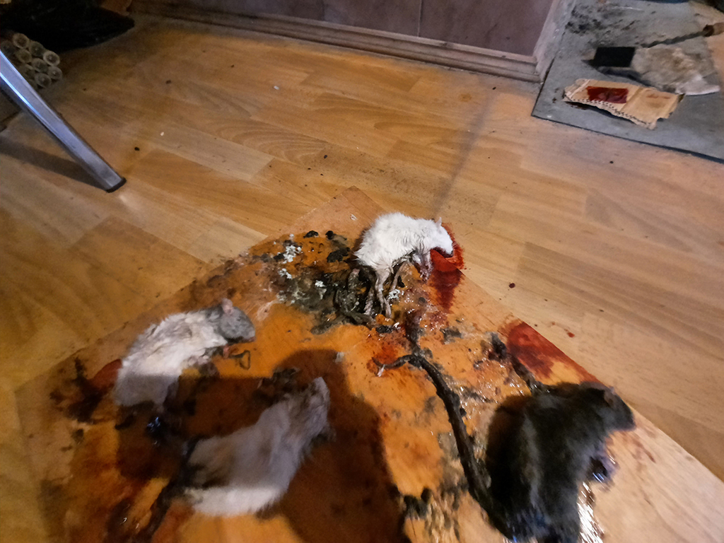 Дератизация в Саратове - уничтожение мышей в квартире или доме