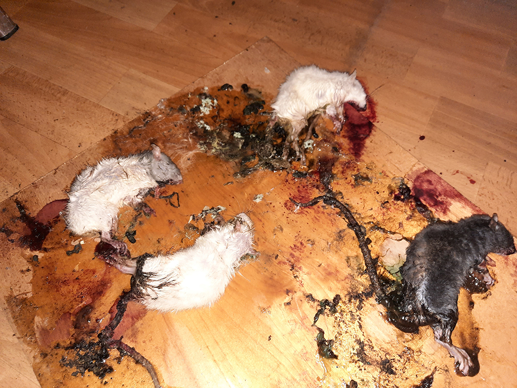 уничтожение крыс в г. Самара от сан службы Биотрикс