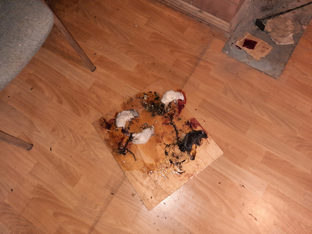 Уничтожение мышей в Самаре - дератизация в частном доме или квартире
