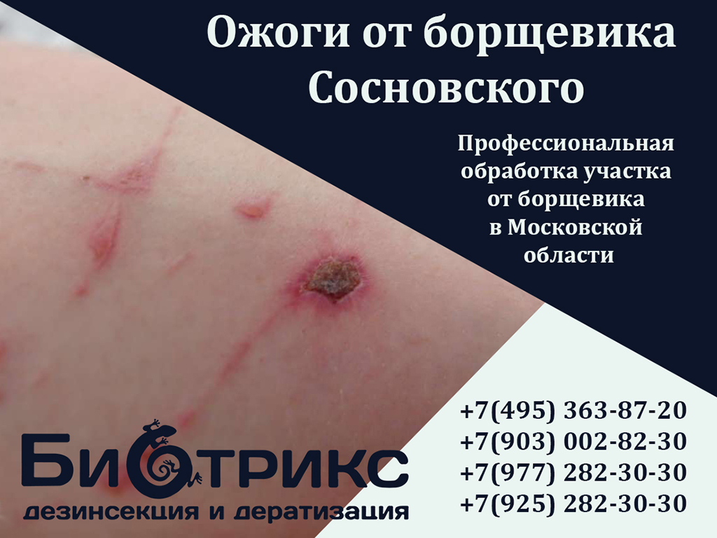 Средство для уничтожения борщевика в Москве и Московской области  - Biotriks