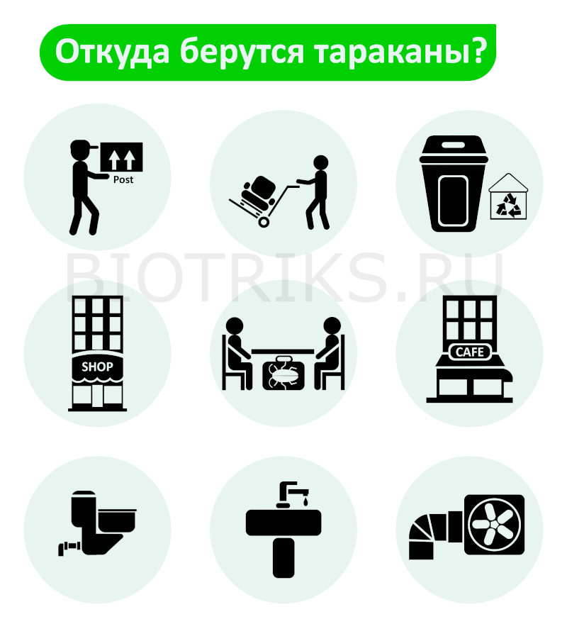 Откуда берутся тараканы в квартире, на даче, в доме, коттедже или особняке под Москвой ?