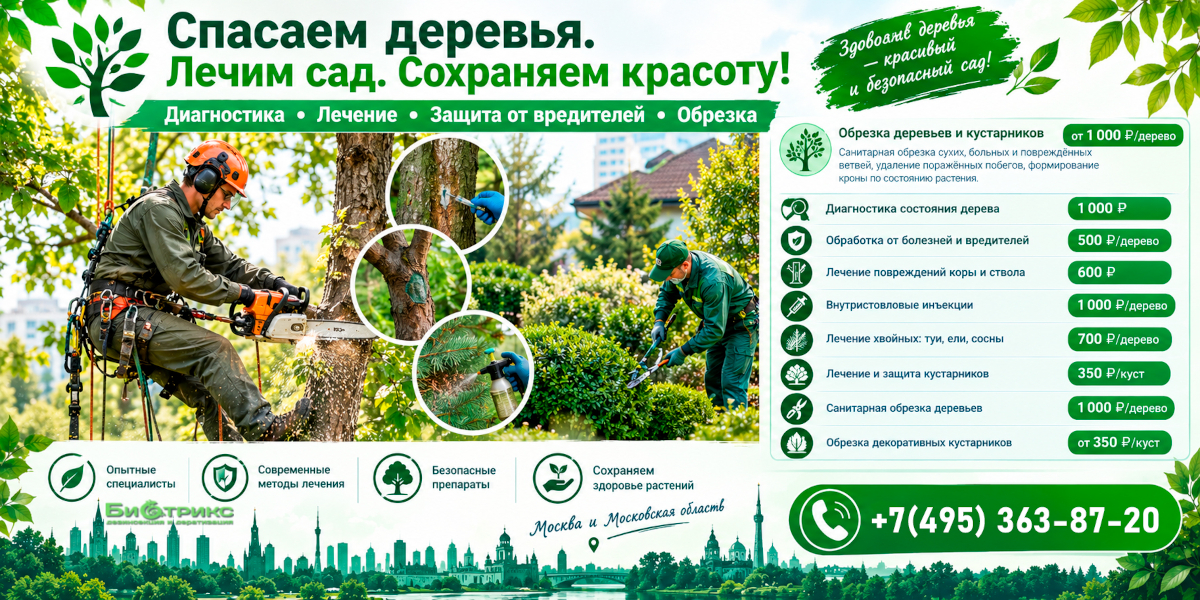 Лечение деревьев и кустарников в Москве и Московской области от 500 рублей &mdash; диагностика заболеваний, защита от вредителей и профессиональная обрезка.