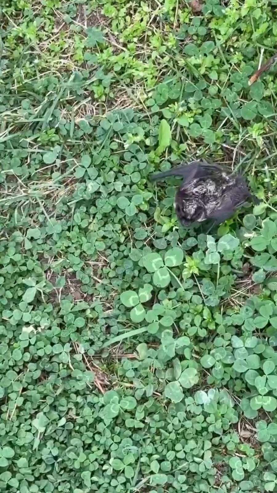 выведение летучих мышей