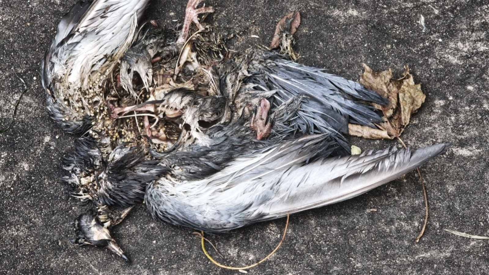 Устранение запаха погибших птиц