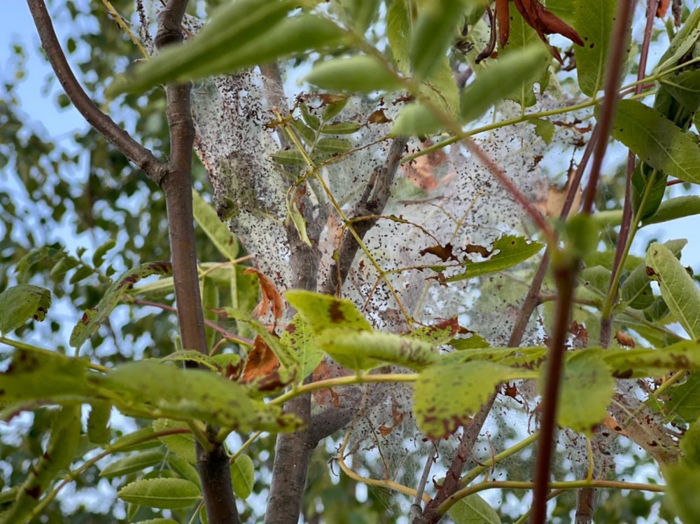 Обработка и уничтожение гусениц на плодовых деревьях в Балашихе, Химках, Мытищах