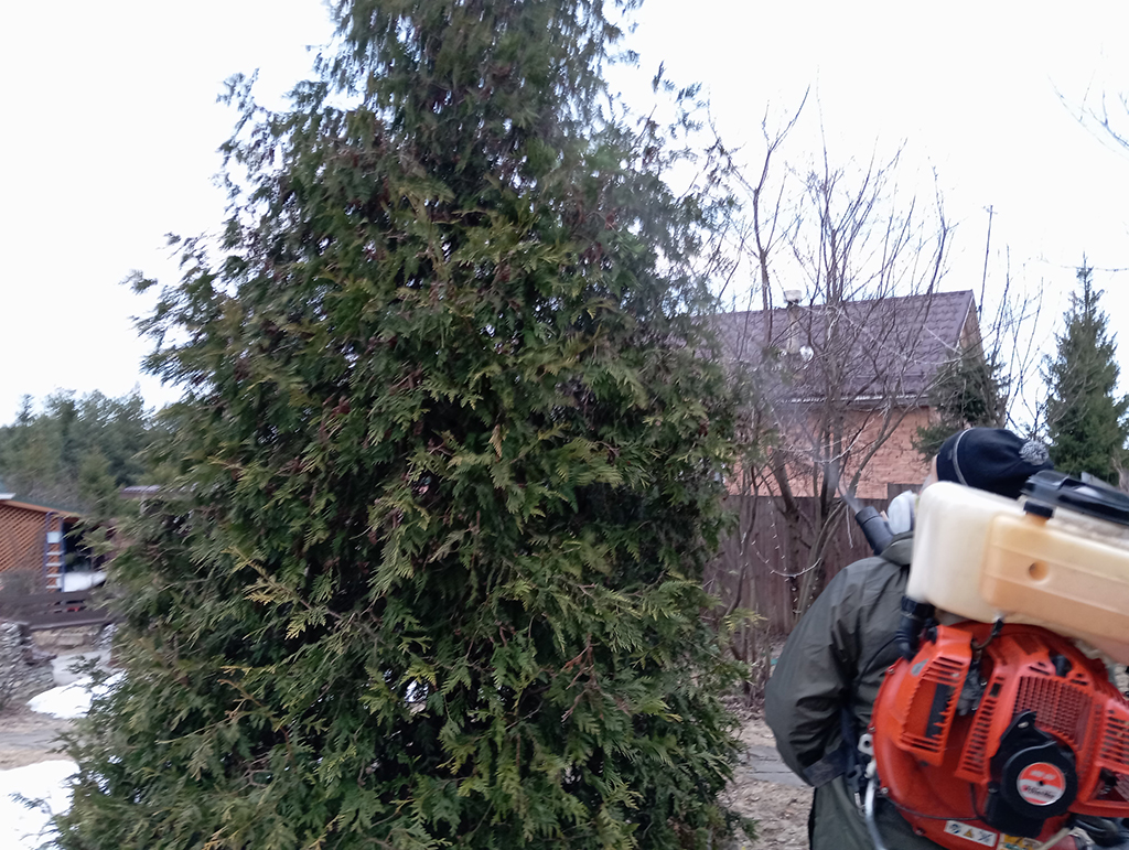 обработка деревьев и кустов от клещей на садовых участках Московской области для безопасности йоркширских терьеров