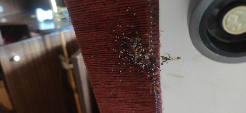 Уничтожение клопов в Кольчугино и обработка от насекомых профессиональными средствами
