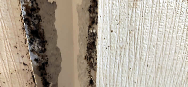 Завались клопы на стене под обоями в Химках - звоните дезинфекторам СЭС Биотрикс