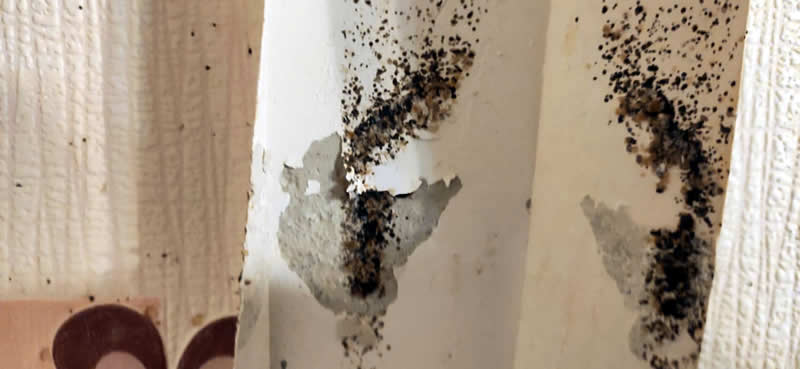 Завелись клопы в квартире в Пушкино под обоями - следы жизнедеятельности насекомых