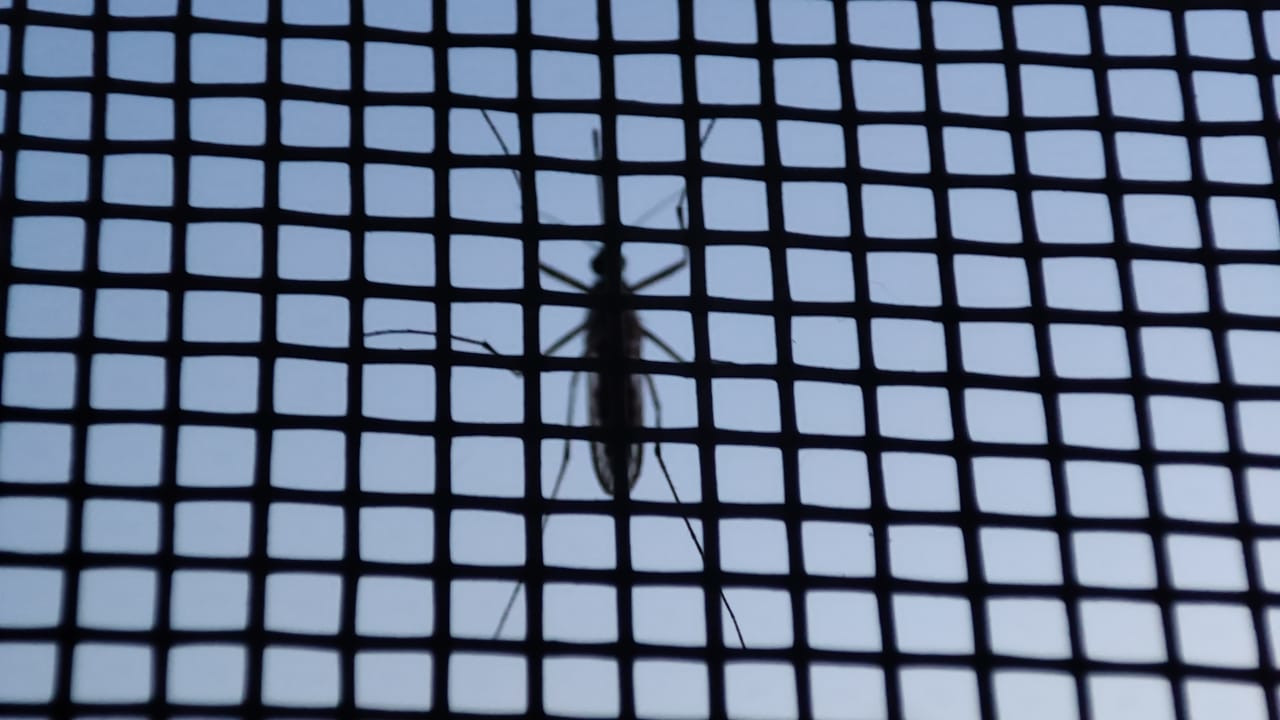 малярийный комар на сетке в Москве и Московской области