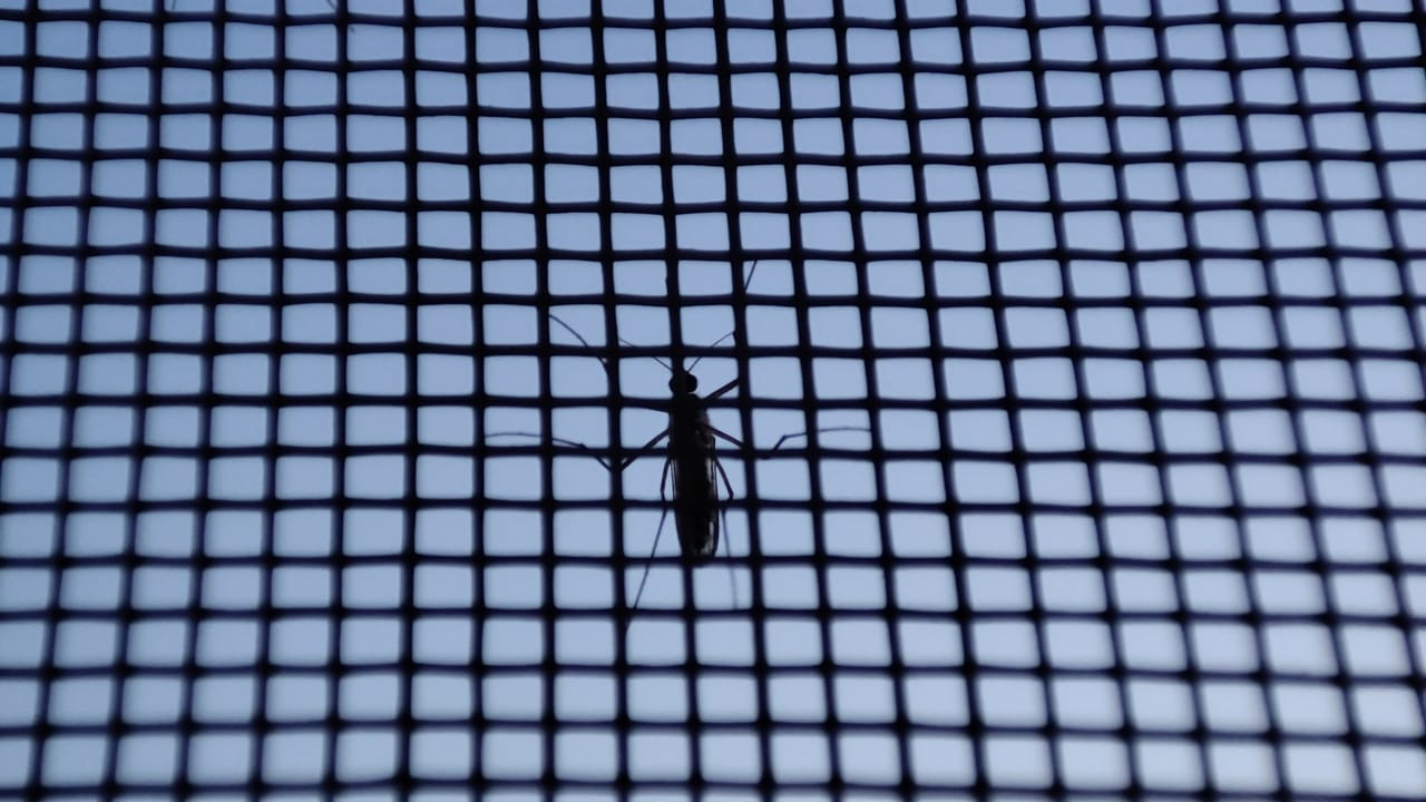 комары на дачном участке на сетке в Московской области