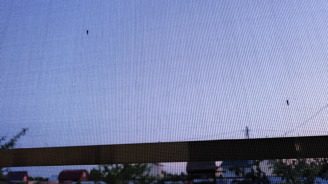 Комары на дачном участке в Московской области перед обработкой