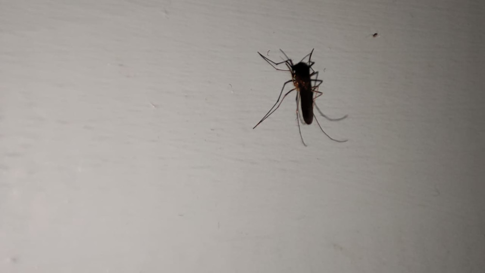 комар перед обработкой квартиры и участка в Балаково