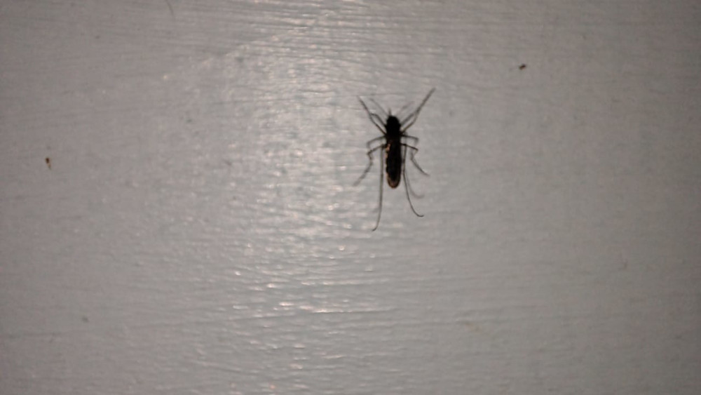 Комары в квартире, на участке или в подвале