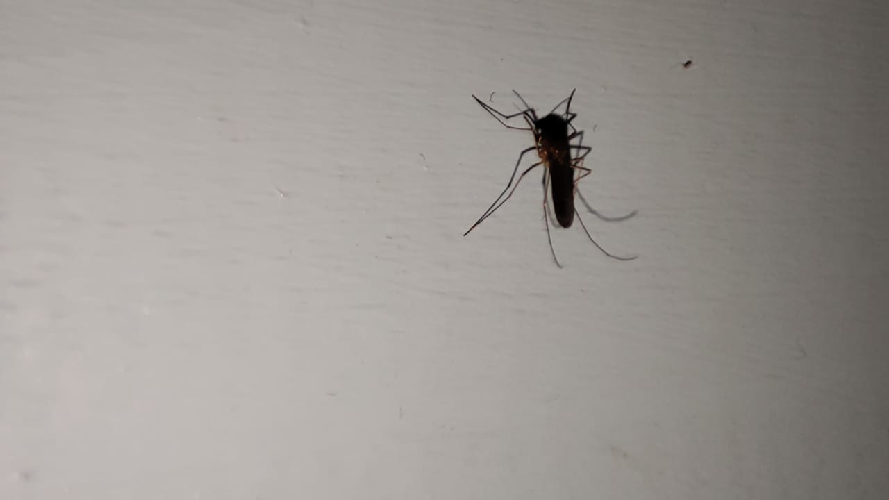 комары в Заокском районе перед уничтожением