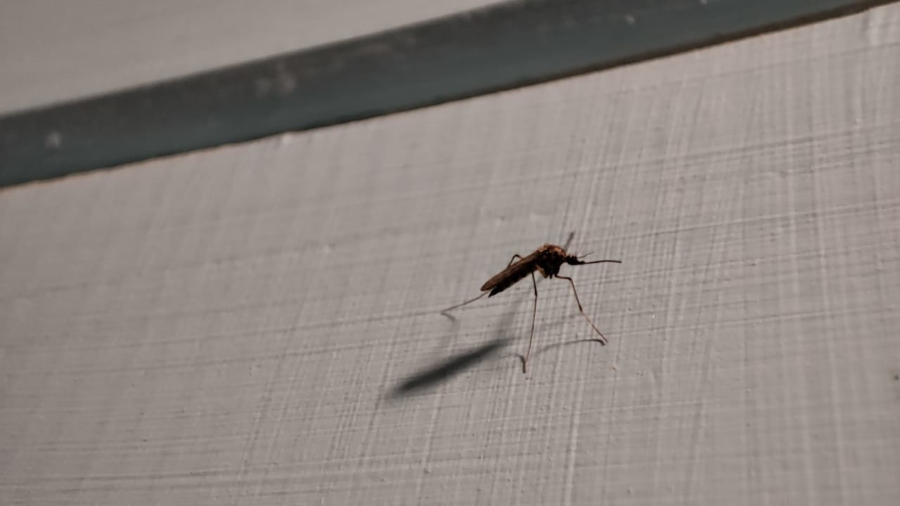 обработка от комаров в Конаково