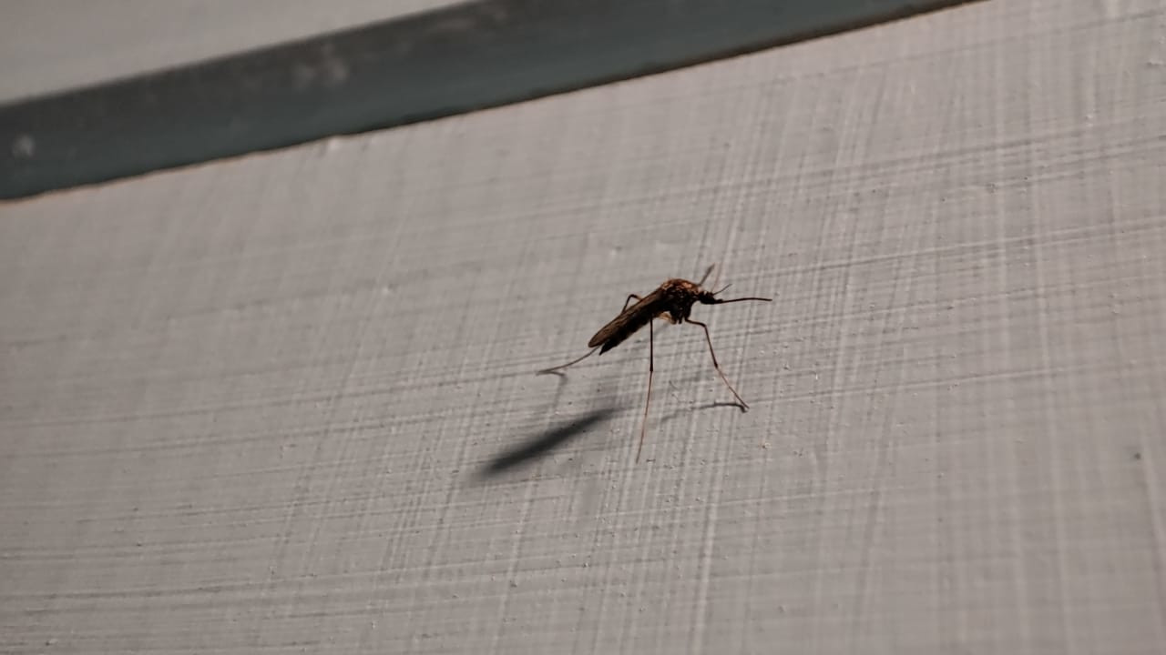 комары в квартире и на территории дачного участка