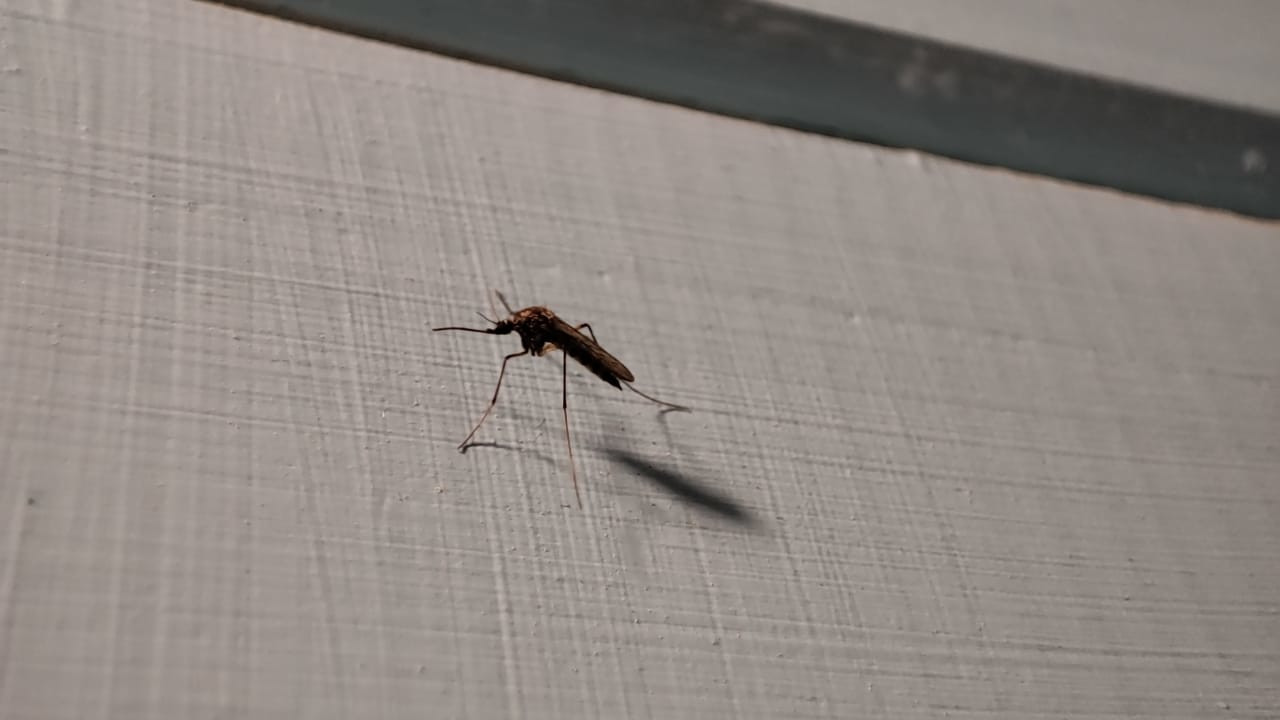 комар в московской квартире перед уничтожением
