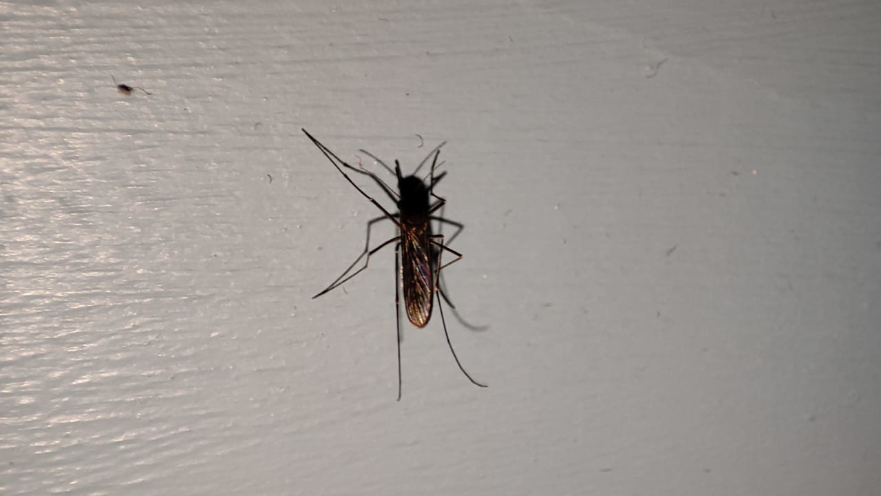 комары в квартире и борьба с ними